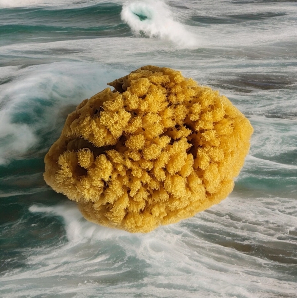 Now Available! Natural Sea Sponges Yellow Exfoliation Sea Sponge 1 Sponge